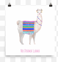 Download No Drama Llama Poster - Llama Png,Llama Png