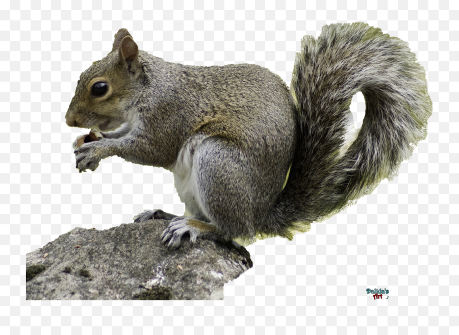 Download - Running Squirrel Transparent Background Png,Squirrel Transparent Background