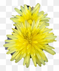 Dandelion Background Png Image Play - Dandelion,Dandelions Png