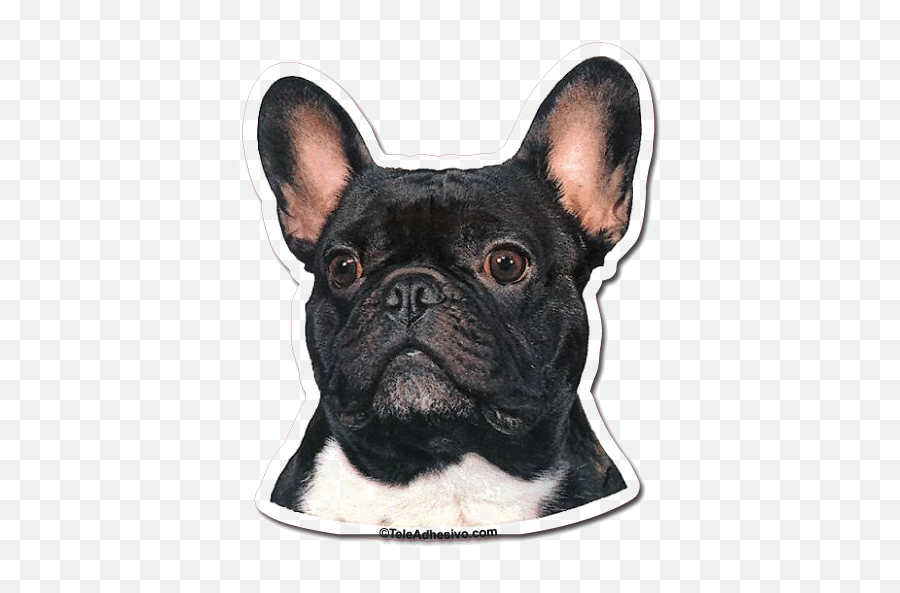 French Bulldog Dog Portrait - Cross Stitch French Bulldog Free Png,Bulldog Transparent