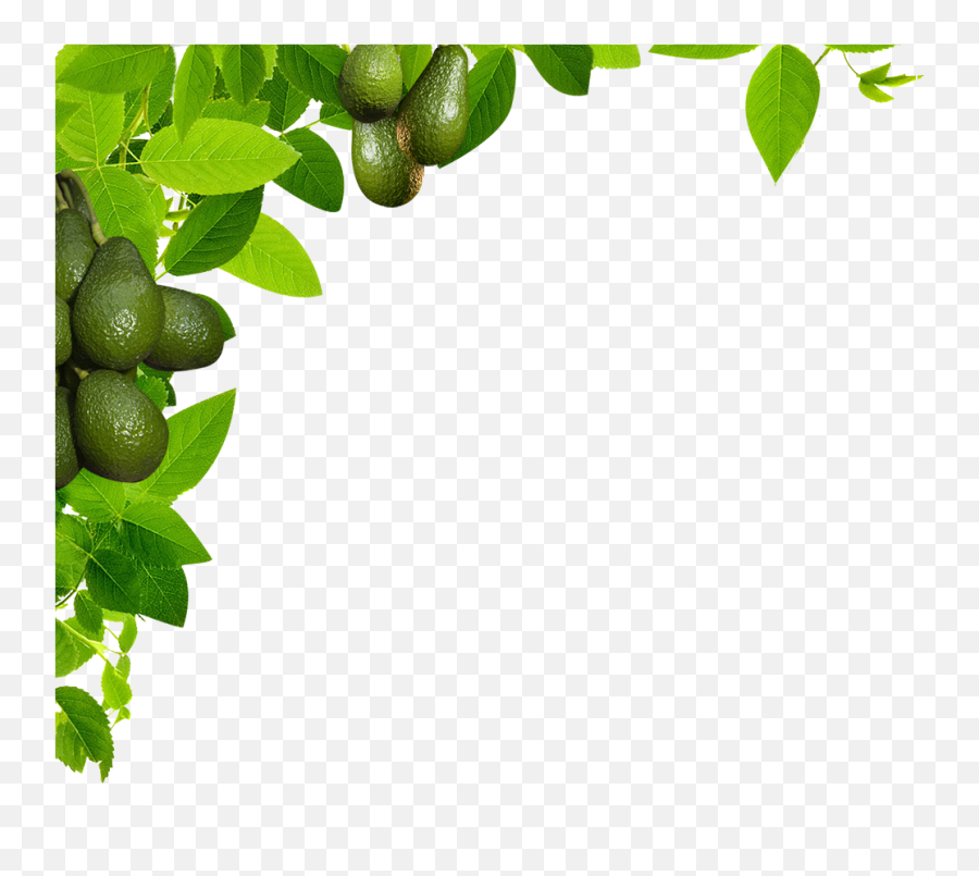Avocado Tree Png - Leaf Png,Avocado Transparent