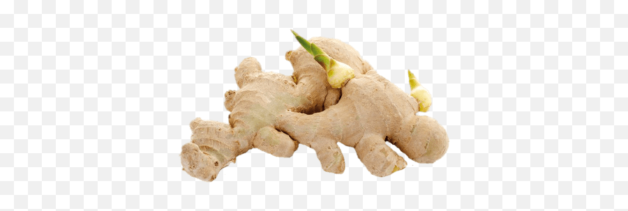 Ginger Shoots Transparent Png - Cu Gung,Ginger Png