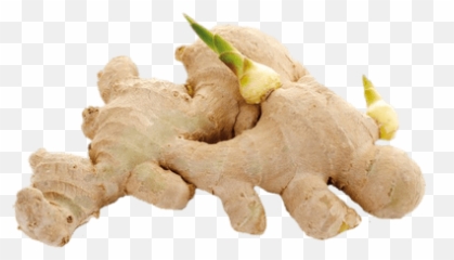 Ginger Shoots Transparent Png - Cu Gung,Ginger Png