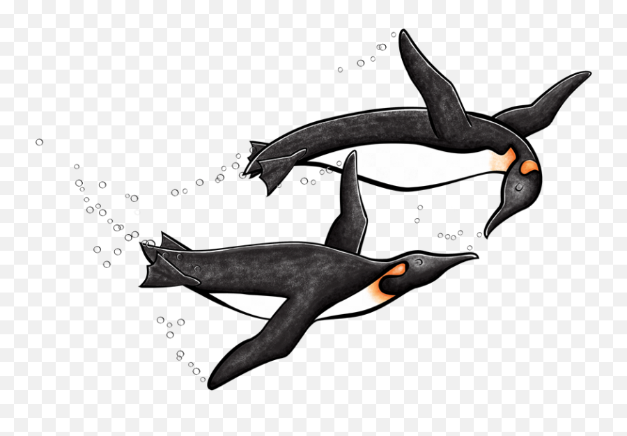 King Penguin Drawing - Silhouette Png,Penguin Transparent