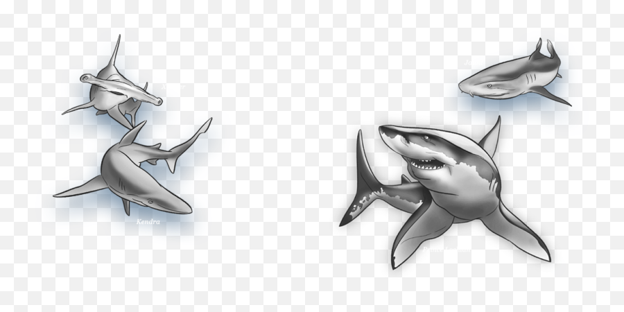 Great White Shark Png Image - Great White Shark,Great White Shark Png