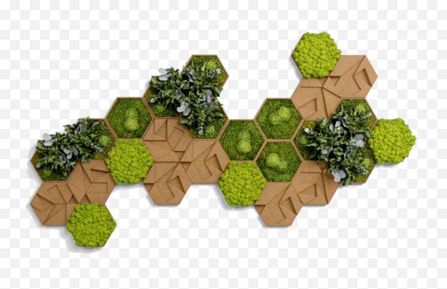 Download Moosbilder Hexagon Hd Png - Hexagon Kork,Hexagons Png