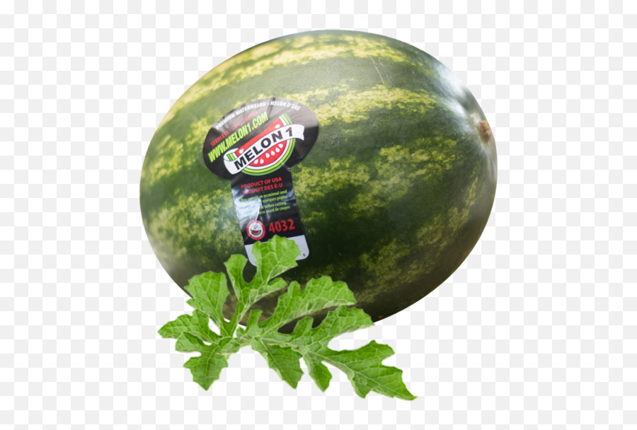 The Perfect Watermelon Is Always In Season U2013 Melon1 - Watermelon Leaves Png,Melon Png