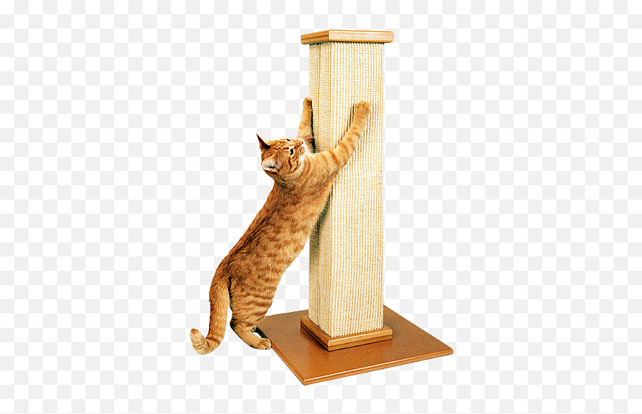 Smart Cat - Cat Scratching Post Png,Scratch Cat Png