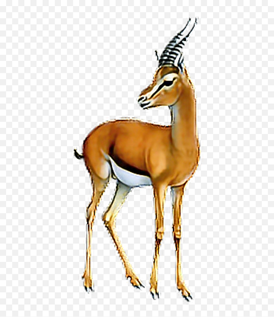 Antelope - Gazelle Transparent Background Png,Antelope Png