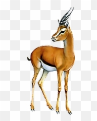 Antelope - Gazelle Transparent Background Png,Antelope Png