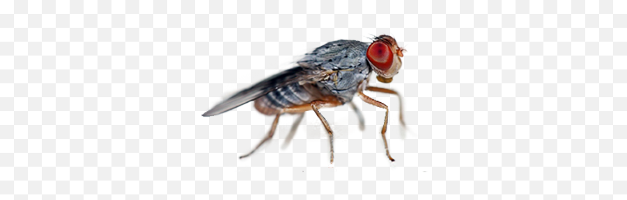 Tripoint Pest Control - Many Varieties Are There Of House Flies Png,Flies Png