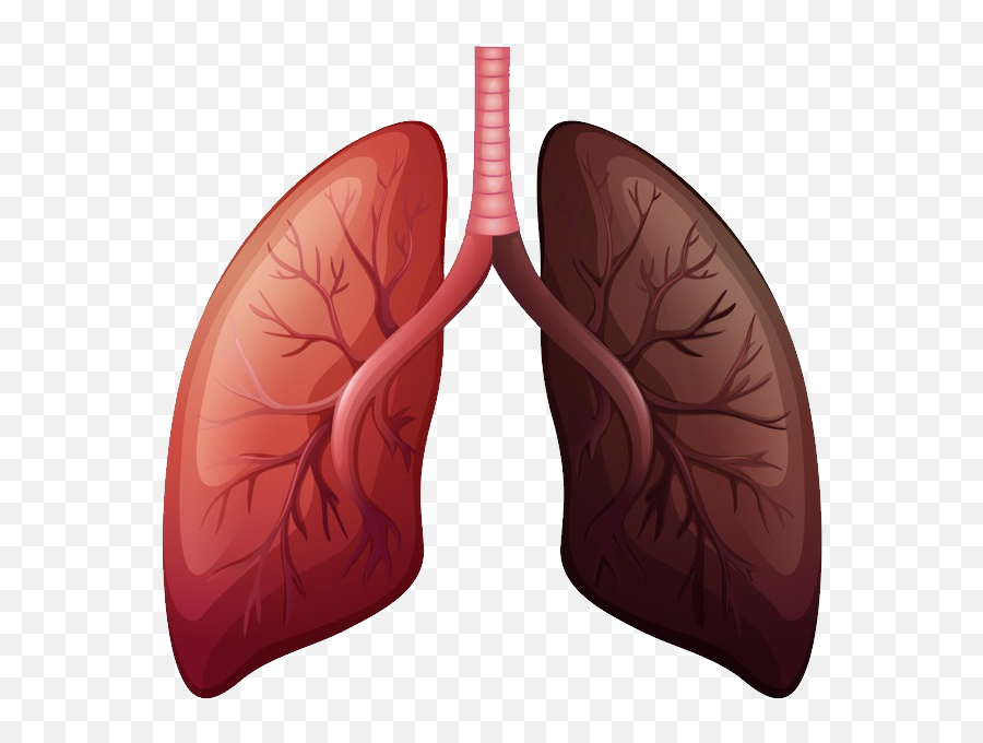 Lungs Png - Lungs With Lung Cancer,Lung Png