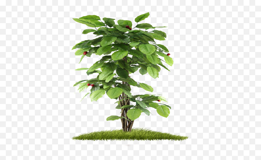Index Of - Small Tree Plants Png,Small Tree Png
