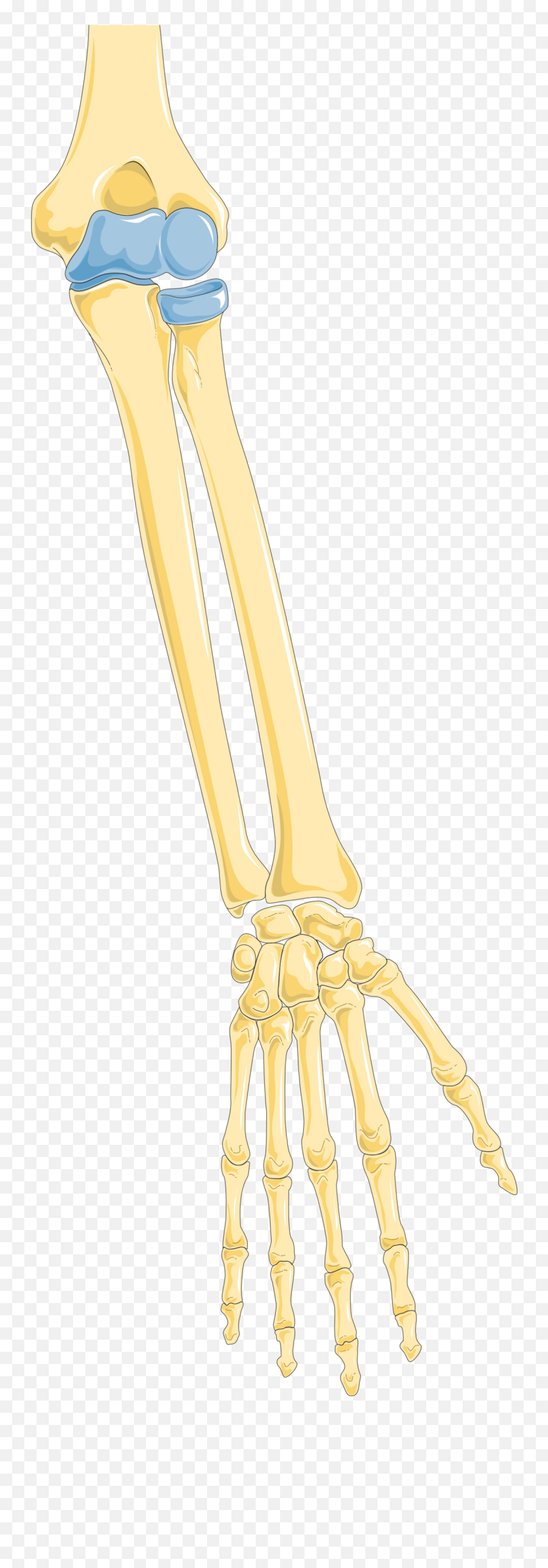 Arm 1 - Bone Png,Arm Png