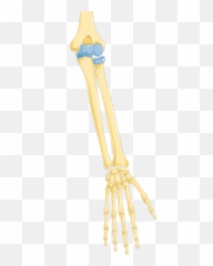 Arm 1 - Bone png