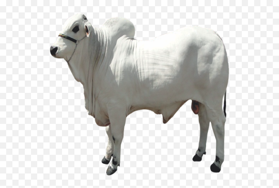 Boivit U2013 Nutrição Animal Png Boi