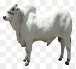 Boivit U2013 Nutrição Animal Png Boi