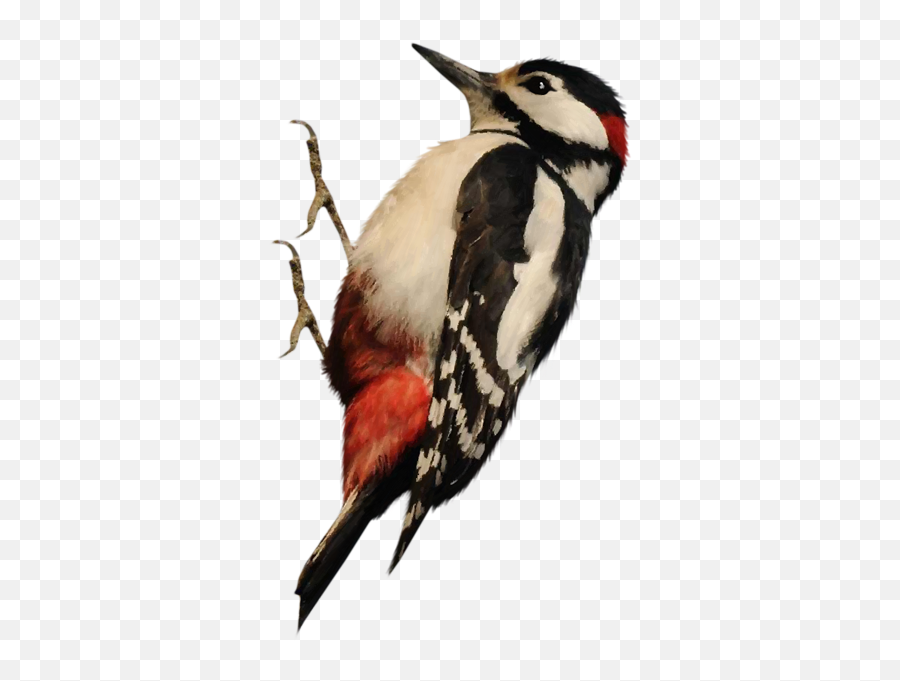 Woodpecker Png - Woodpecker Bird Png,Woodpecker Png