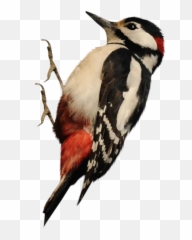 Woodpecker Png - Woodpecker Bird Png,Woodpecker Png