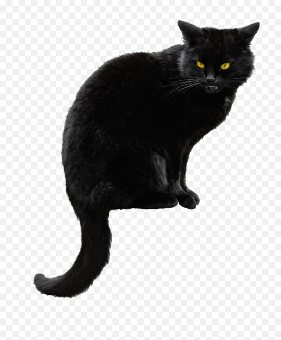 Black Cat Png Hd In 2020 - Black Cat Transparent Background,Halloween Cat Png
