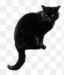 Black Cat Png Hd In 2020 - Transparent Background
