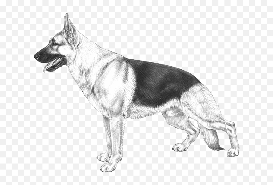 Dog Breed Info - German Shepherd Png,German Shepherd Transparent