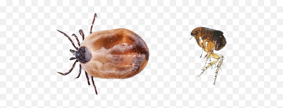 Flea Insect Png Free Download - Tick,Flea Png