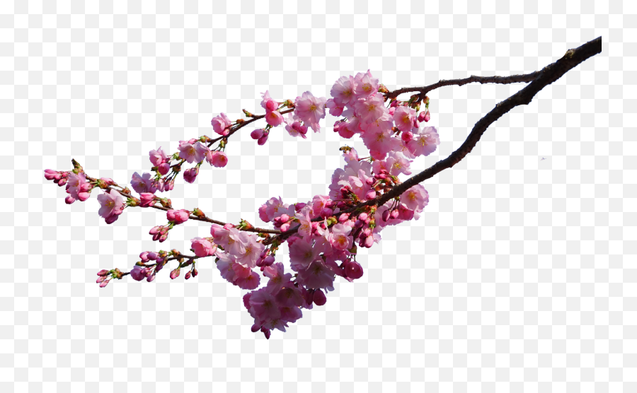 Sakura Tree Transparent U0026 Png Clipart Free Download - Ywd Cherry Blossom Png Real,Sakura Png