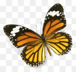 Butterfly Psd Free Download Templates U0026 Mockups - Monarch png