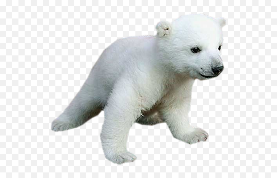 Polar Bear Png Download - Baby Polar Bear Png,Polar Bear Png