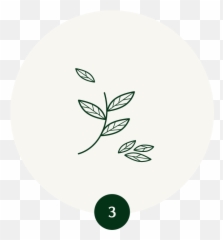 From Leaf To Cup - My Matcha Fix Dot png