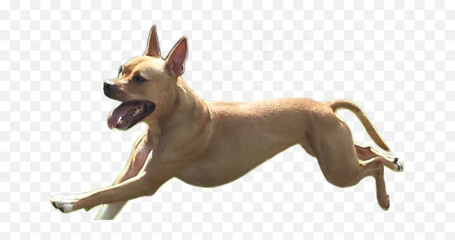 Running Dog Png 4 Image - Dog Running Png,Dogs Png
