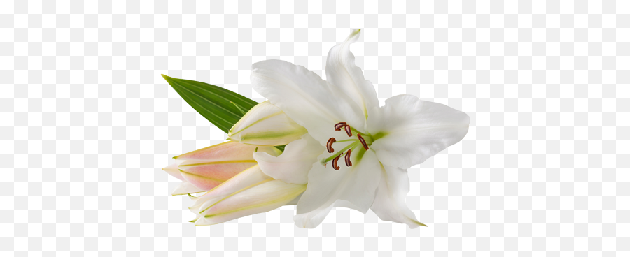 Lilium Png - Easter Lilies At Church,Easter Lily Png