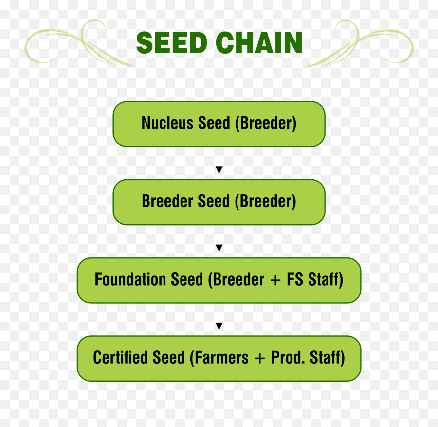 Seed Chain U2013 Png Super Seeds