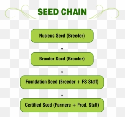 Seed Chain U2013 Png Super Seeds