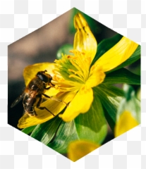 Drayton Beehive - Lily png