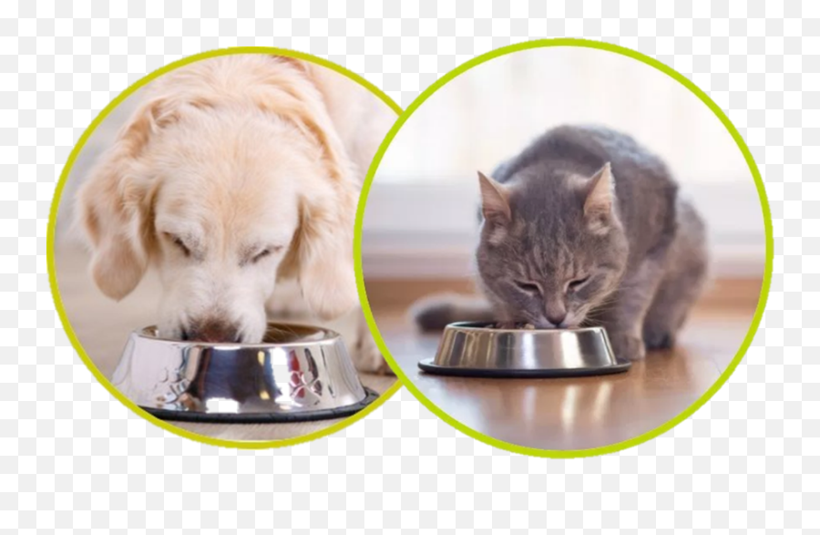 Cat And Dog Eating U2013 Avacta Animal Health - Cat Empty Food Plate Png,Dog And Cat Png