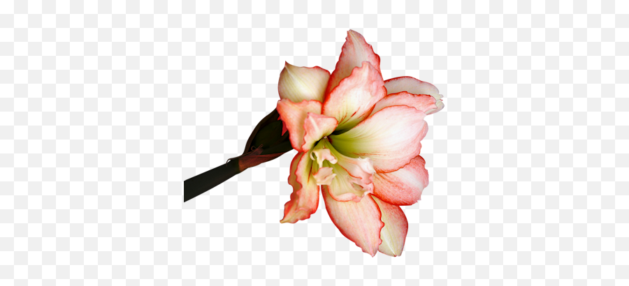 Index Of Userstbalzeflowerpng Png Blossom