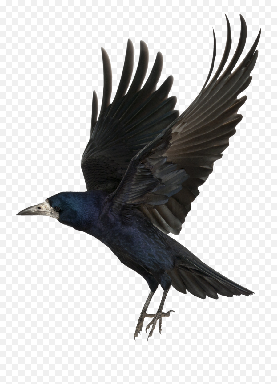 Png - Flying Crow,Crow Transparent