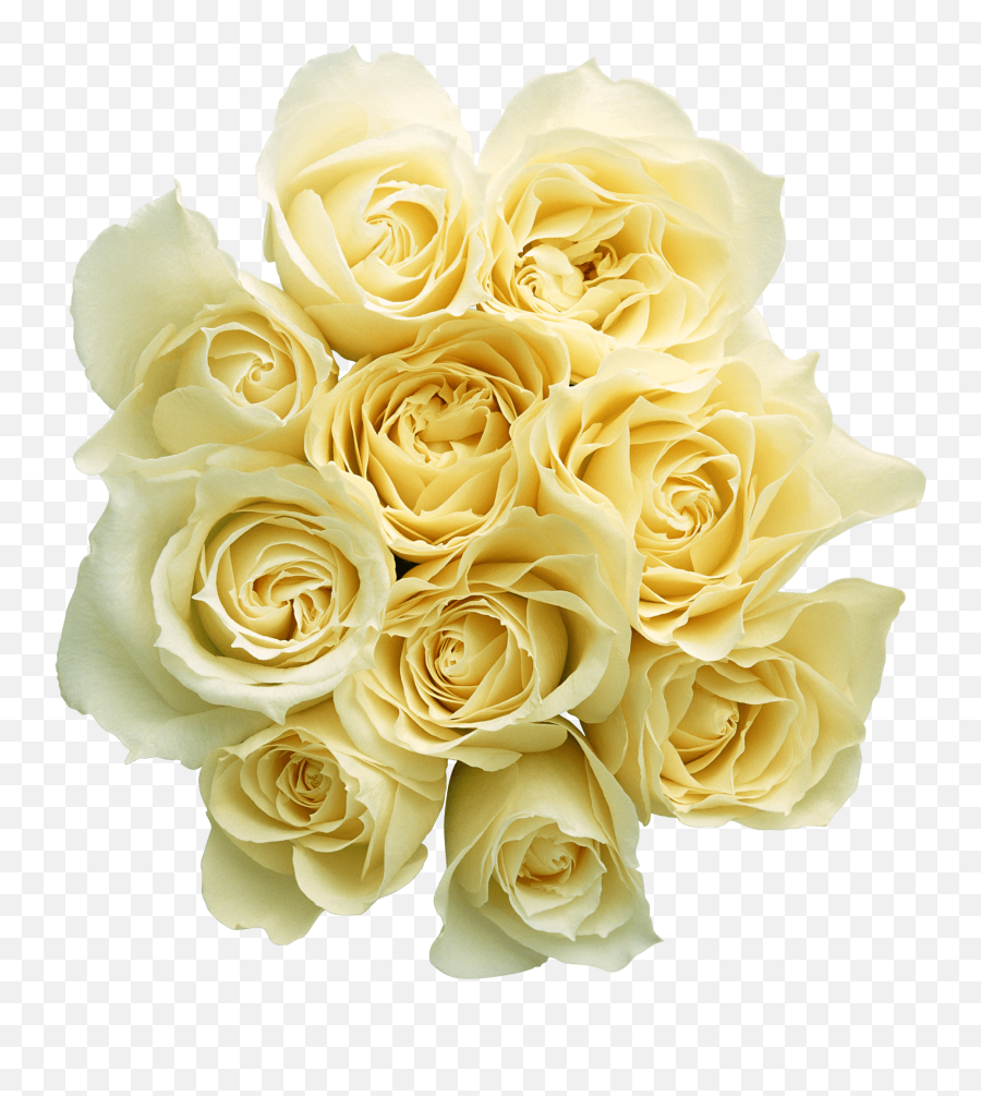 White Rose Png Image Background - Buongiorno X Una Giornata Caldissima,White Roses Png