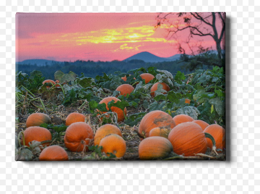 Etsu - Sunset Pumpkin Patch Sunset Png,Sunset Sky Png