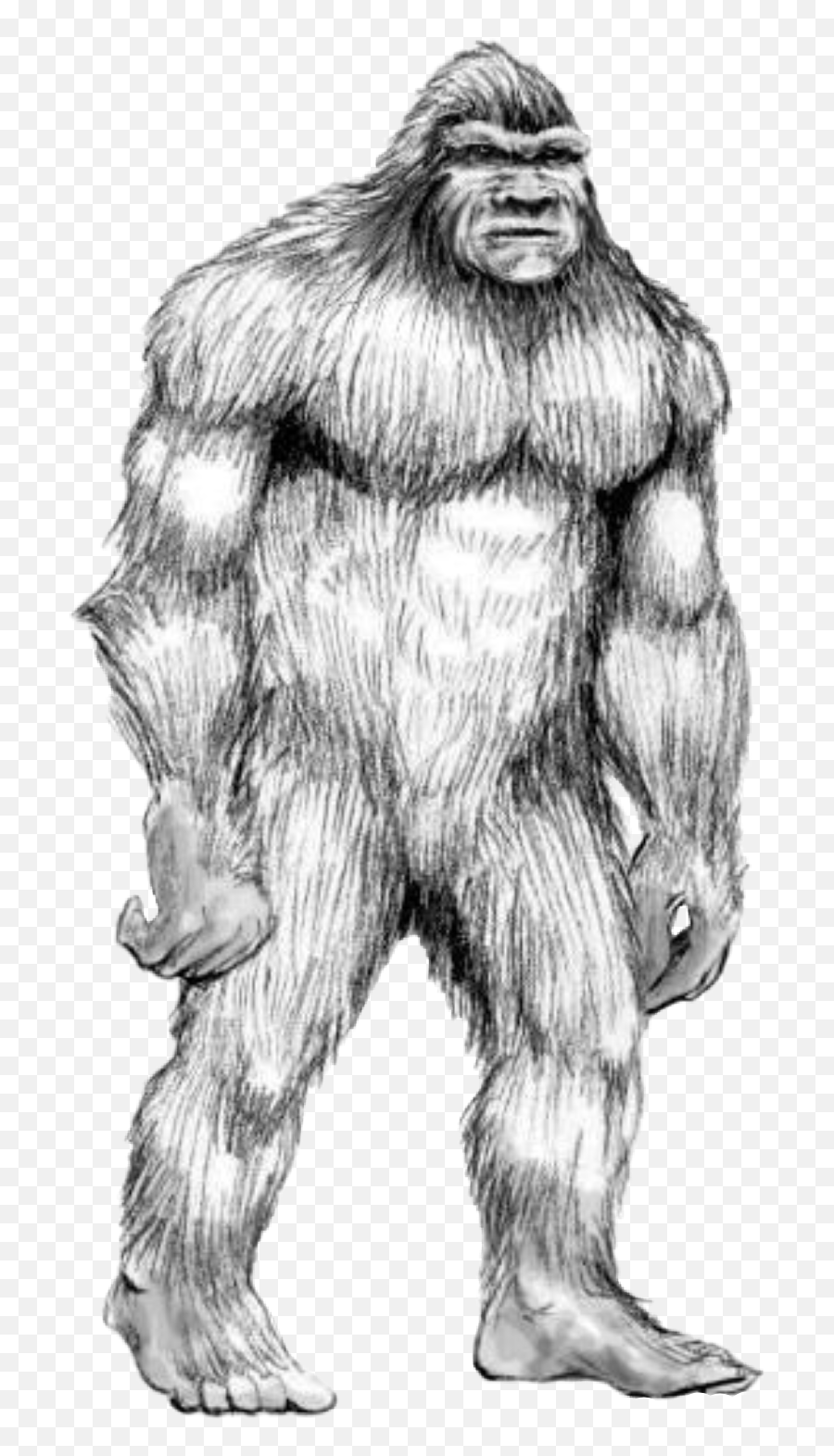 Handdrawn Bigfoot Sasquatch - Animal Human Hybrids Drawings Png,Sasquatch Png