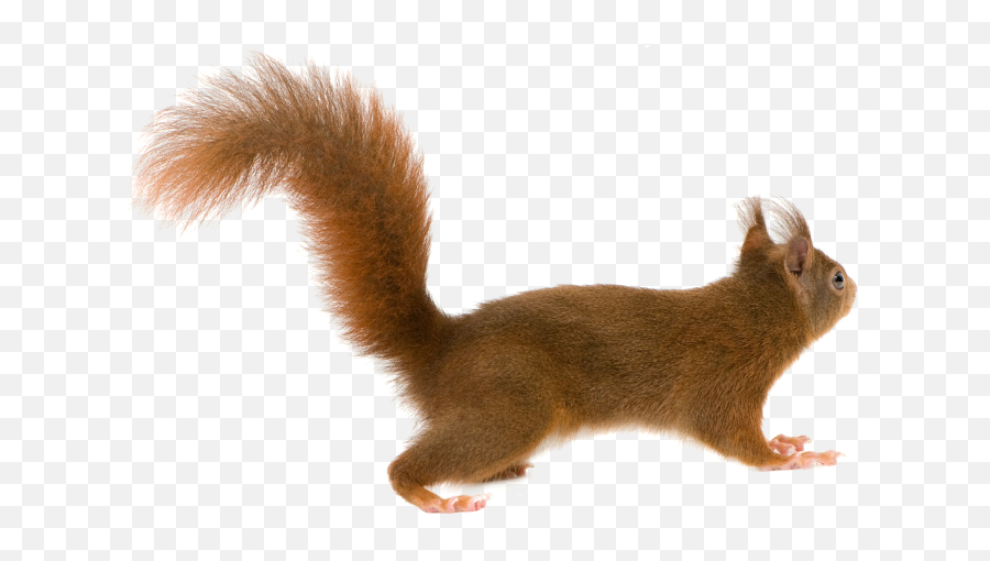 Squirrel Png - Squirrel Tail Png,Squirrel Transparent Background