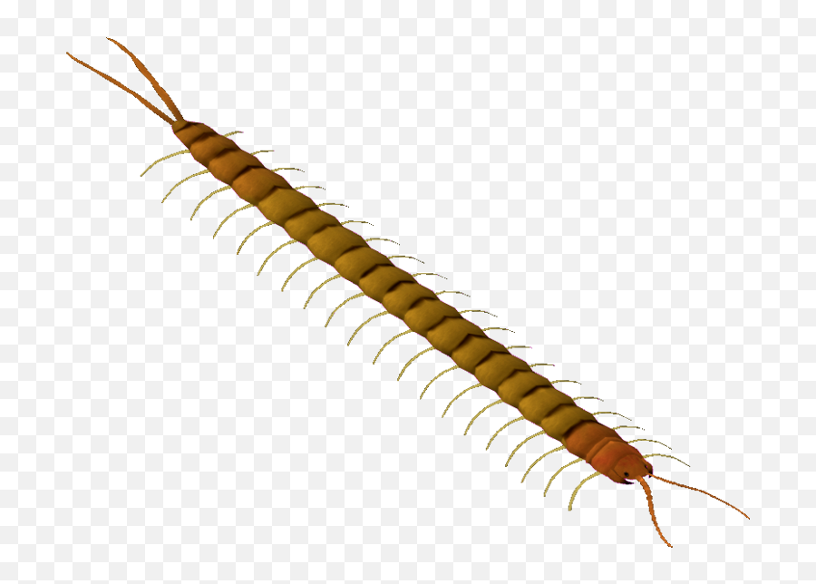 Centipede Legs Png - Millipedes,Centipede Png