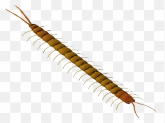Centipede Legs Png - Millipedes,Centipede Png