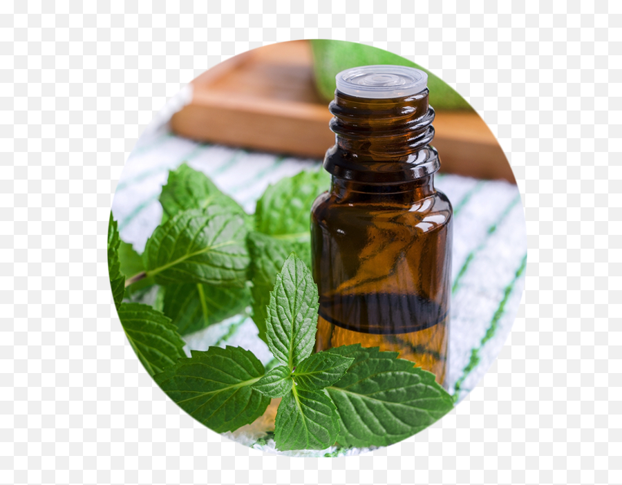 Peppermint Essential Oil 1000ml Mizulabs - Mint Essential Oil Png,Peppermint Png
