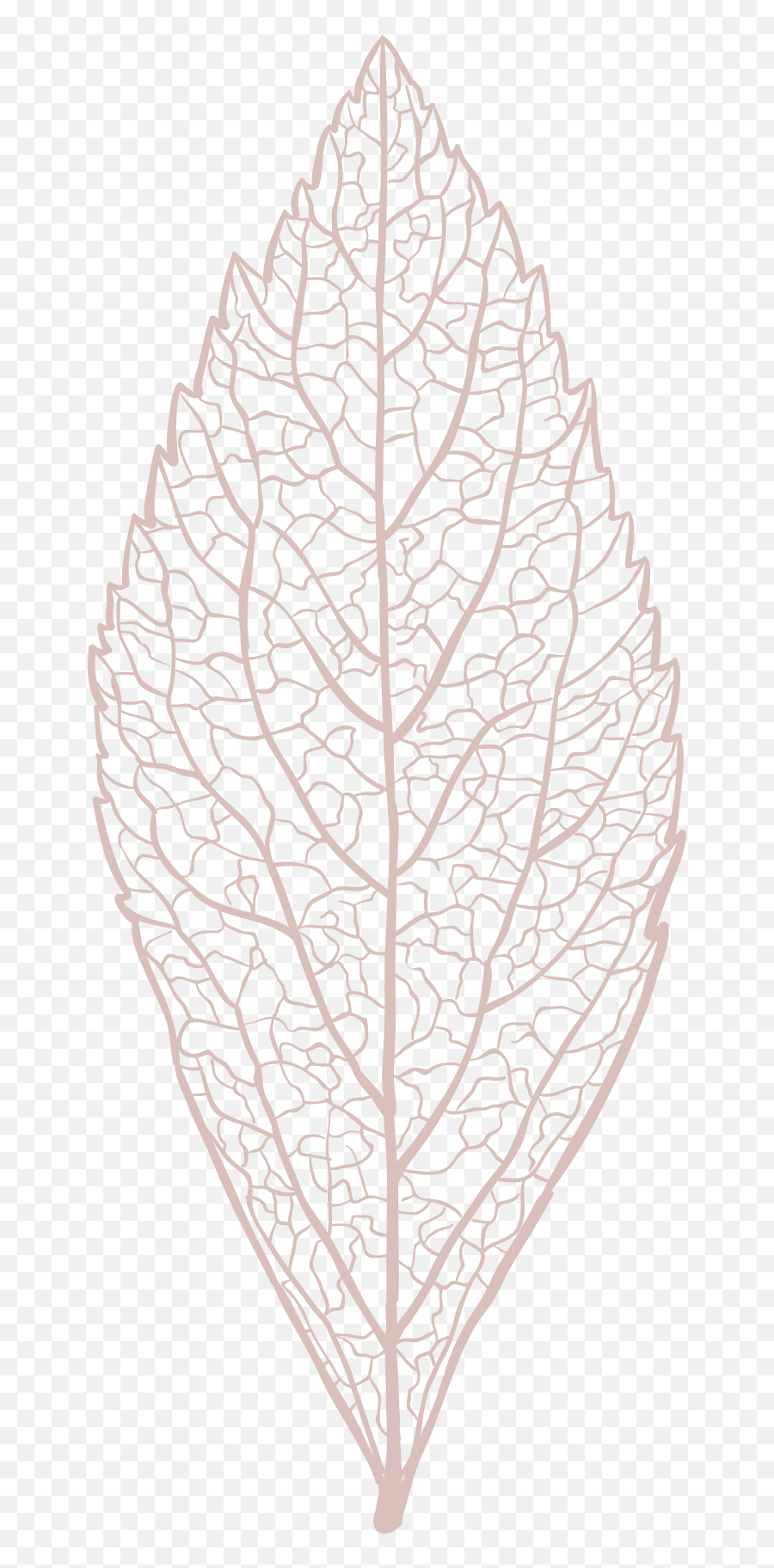 Freebie Hand Drawn Leaf Skeleton Vectors - Skeleton Leaf Vector Png,Skeleton Hand Png