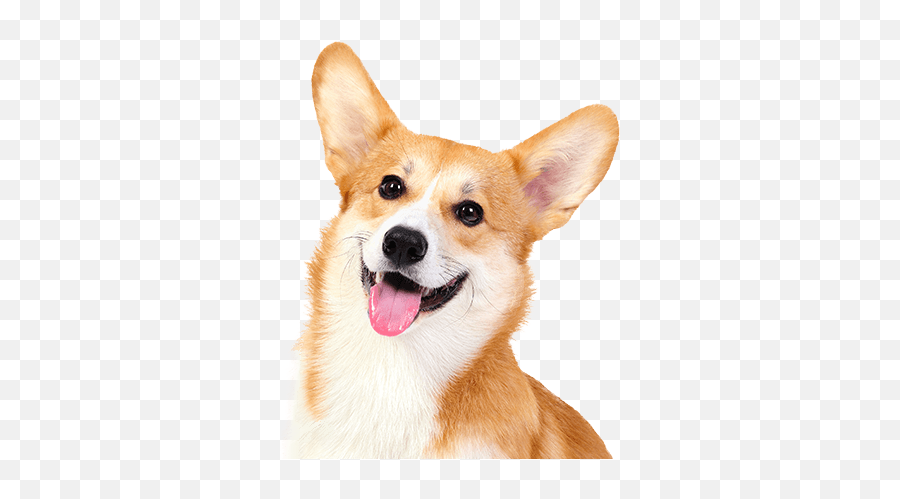 Dog Day Care Services Pet - Transparent Happier Dog Png,Doggo Png