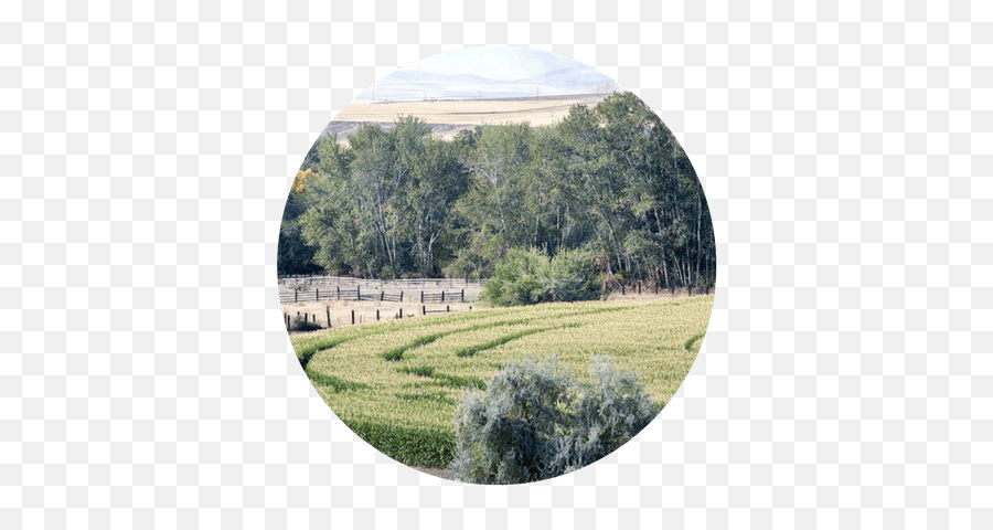 Echo Corn Maze Pumpkin Patch - Field Png,Corn Field Png