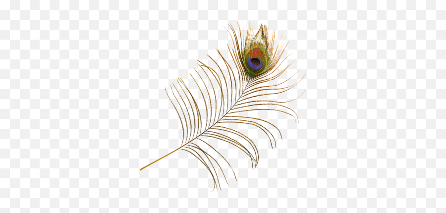 Peacock Feather Free Png Transparent - Png,Peacock Feathers Png
